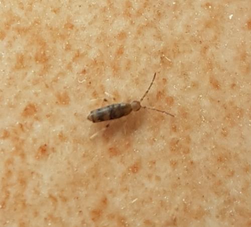 Willowsia platani